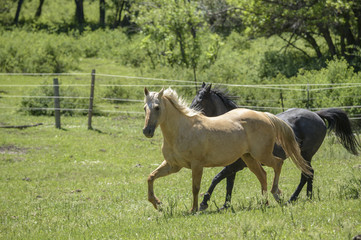 Quarter Horse mares run in pasture