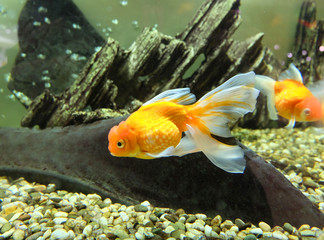 Goldfish in an aquarium.