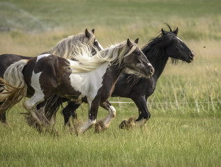 Fototapeta na wymiar Gypsy horse herd running in lush tall grass pasture