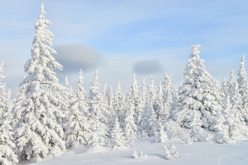Beautiful winter forest with pine trees covered by snow