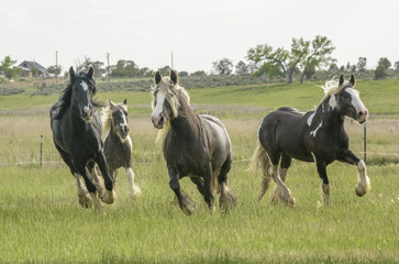 Gypsy horse herd running in lush tall grass pasture