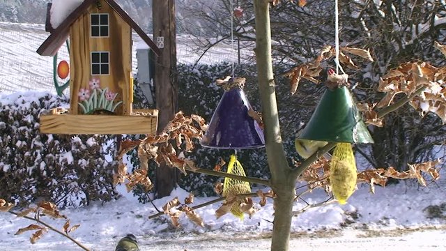 Die Meisenkn&ouml;del sind im Winter bei den Blaumeisen sehr begehrt (Totale)