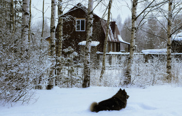 Бревенчатый дом в березовой роще. Зимний лес в снегу. Собака на переднем плане.
