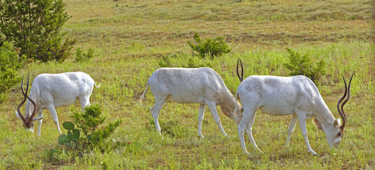 Obraz na płótnie Canvas Grazing Addax Antelope trio