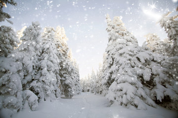 Winter landscape with snowy fir trees