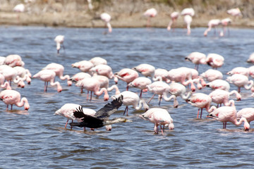 Naklejka premium Flamingo Flying - Namibia