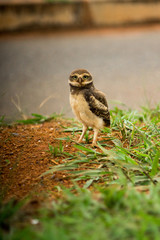 Baby Brazilian Burrowing Owl