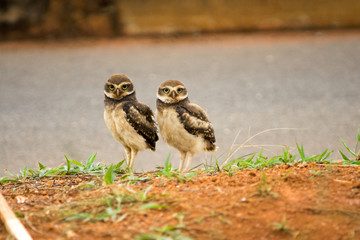 Baby Brazilian Burrowing Owls 