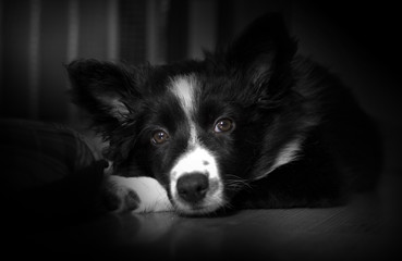 Portrait of a sad dog in a cage