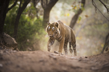 Bengal tiger, Ranthambhore National Park, Rajasthan