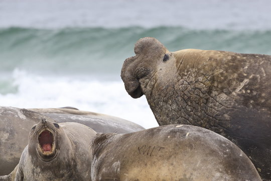 Southern elephant seal (Mirounga leonina) bull rules the harem during breeding season, Sea Lion Island, Falkland Islands