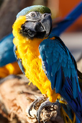 Blue and Yellow Macaw (Ara ararauna)