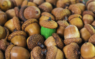 colorful acorn against of ordinary acorns abstract vision be different, unique personality or standing out from the crowd, leadership quality. beautiful still life background 