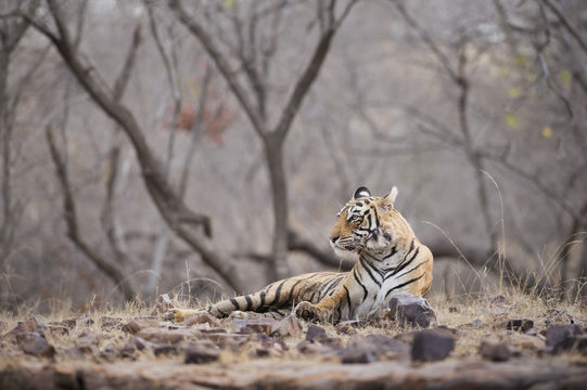 Bengal tiger, Ranthambhore National Park, Rajasthan