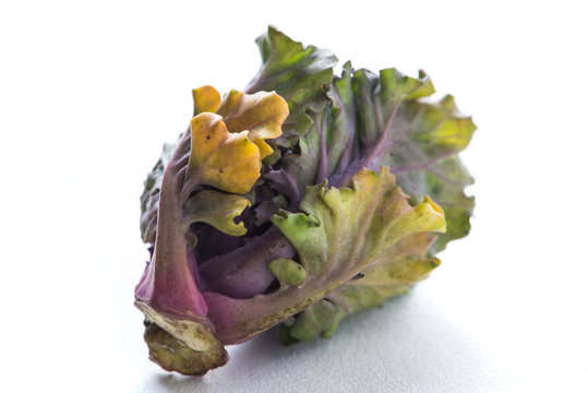 Kalettes, a delicious cross between brussels sprouts and kale isolated on white background