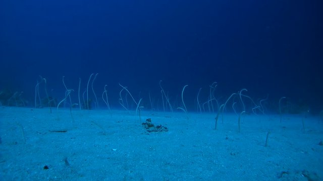 Group of Red Sea garden eels, Indo-Pacific garden eel or Spotted Garden Eel - Gorgasia sillneri leaned out of the sand and eat, snatching the passing plankton

