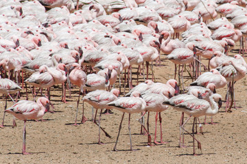 Flamingo - Namibia