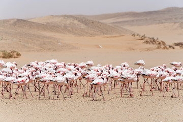 Flamingo - Namibia