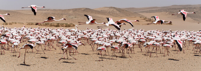 Fototapeta premium Flamingo Flying - Namibia