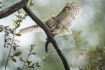 Spotted owlet (Athene brama), Ranthambhore, Rajasthan