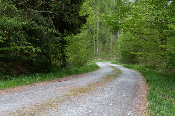Waldweg im Harz