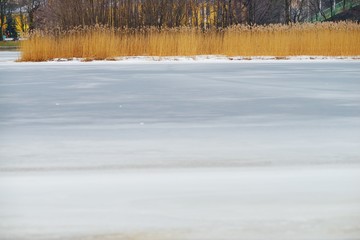 Natural winter background. An icy white expanse of the frozen river with a dry cane on the island against the backdrop of urban landscapes.