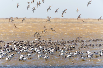 Pied Avocet, Namibia