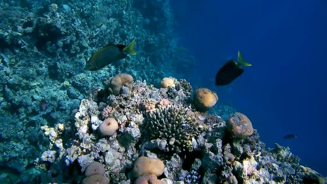 three fish Brownspotted Spinefoot - Siganus stellatus swim over coral reef

