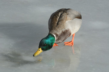 Thirsty Mallard duck drake looking for water from melting frozen icy winter lake