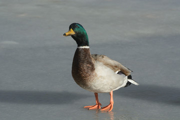 Birdwatching Mallard duck drake looking upwards at bird above him while standing on frozen winter lake