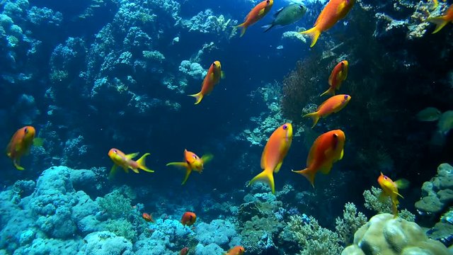 school of fish a bright orange orange Sea goldie - Pseudanthias squamipinnis chromis swims over a coral reef
