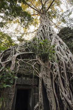 Strangler fig tree roots growing over entrance of Ta Prohm temple