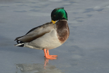 Mallard duck drake preening feathers on frozen icy winter lake
