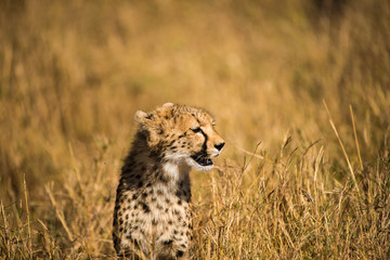 Young cheetah surveys savannah