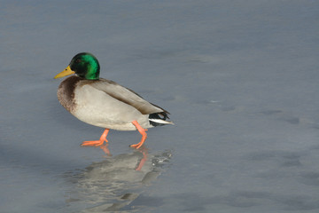 Mallard duck drake walking across frozen melting winter lake