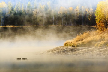 Wildfowl on Snake River surrounded by a cold dawn mist, autumn (fall), Grand Teton National Park, Wyoming 