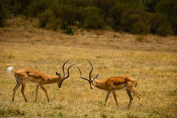 Impala antelope males challenge each other on the savannah