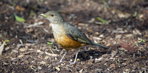 Rufous-bellied thrush, bird symbol of Brazil