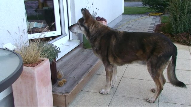 Unser Sch&auml;fer-Labradormischling "Senta" blickt sehns&uuml;chtig durch die Terrassent&uuml;r ins Haus