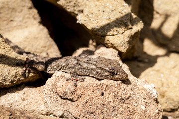 Camouflage (find the gecko)