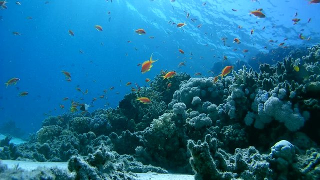 school of fish a bright orange Sea goldie - Pseudanthias squamipinnis feeds on coral reef in blue water
