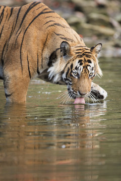 Ustaad, T24, Royal Bengal tiger (Tigris tigris) drinking, Ranthambhore, Rajasthan