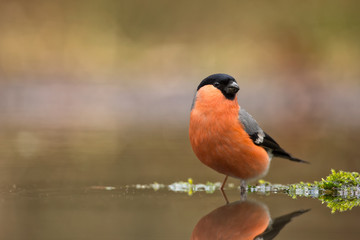 Bullfinch