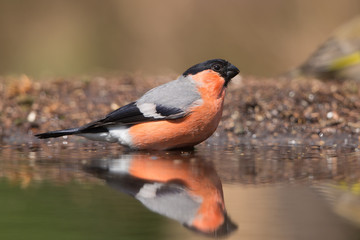 Bullfinch