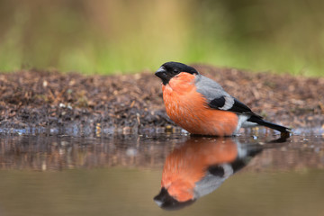 Bullfinch
