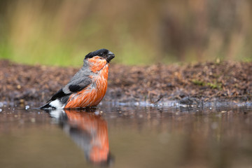 Bullfinch