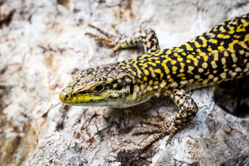 Portrait of Sicilian wall lizard (Podarcis waglerianus) 