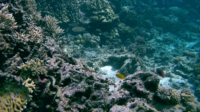 Vermiculate Wrasse - Macropharyngodon bipartitus feeds on coral reef
