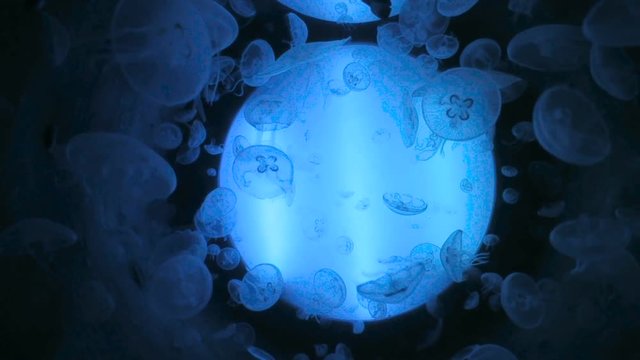 multiple transparent jellyfish, jellies, medusa or Phylum Cnidaria, swimming and moving around blue light tube in aquarium
