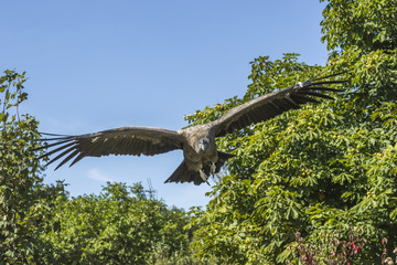 Fototapeta premium Andenkondor (Vultur gryphus)